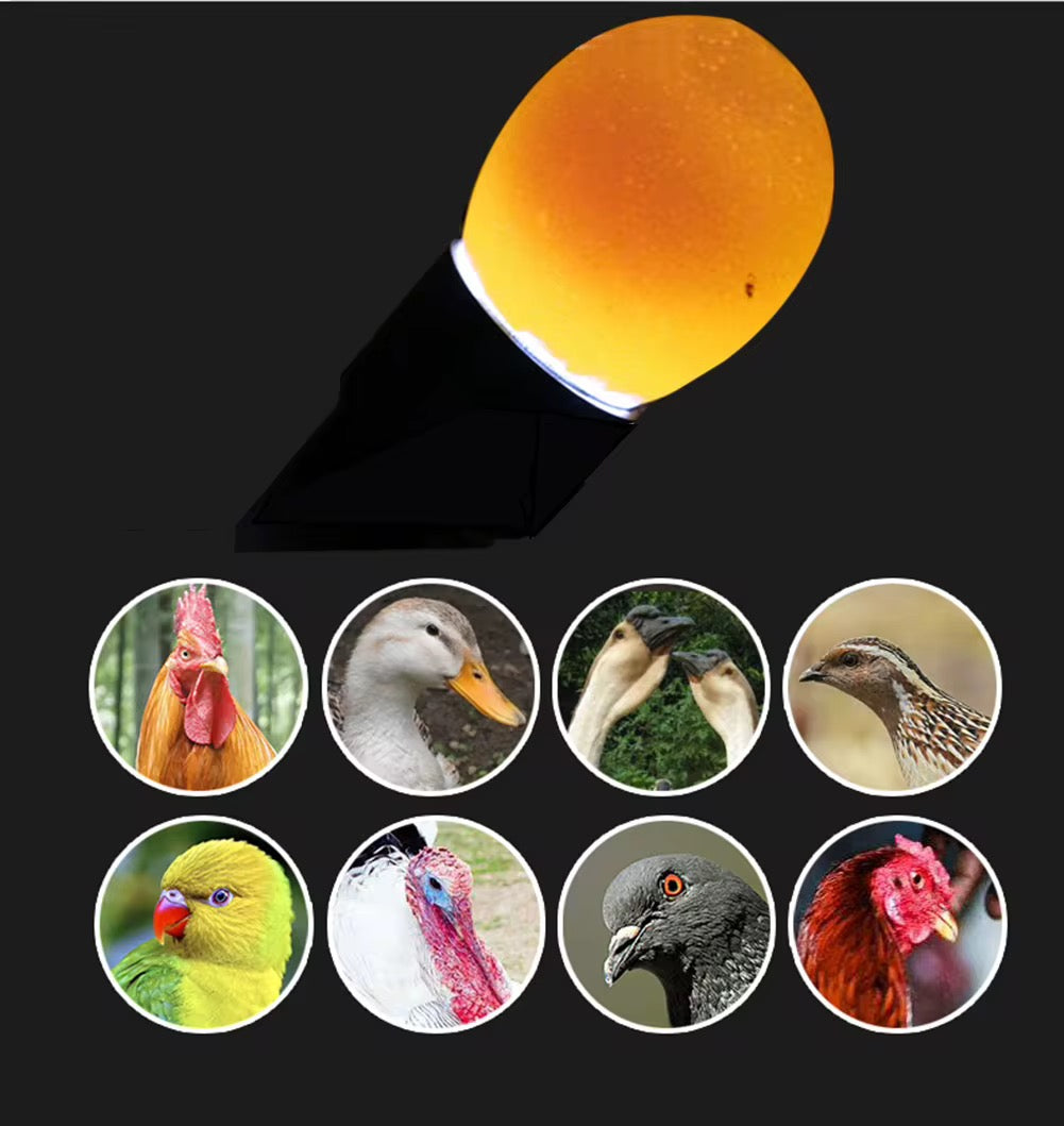 Ovoscope LED Professionnel – Lampe pour  testeur Œufs