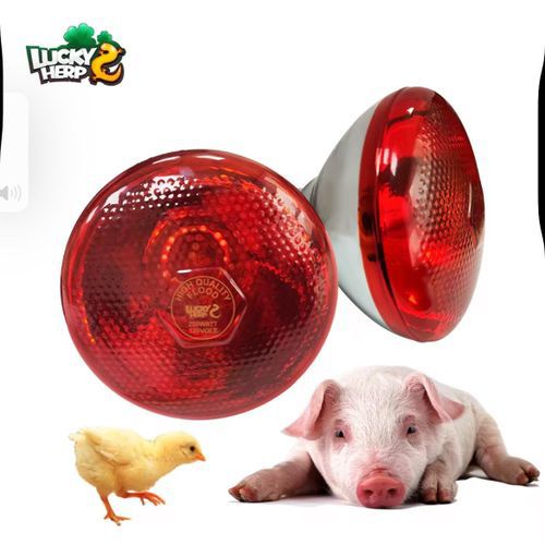 Lampe Chauffante Infrarouge Rouge – (250W)