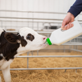 Biberon d'allaitement pour veaux – 2 L avec tétine