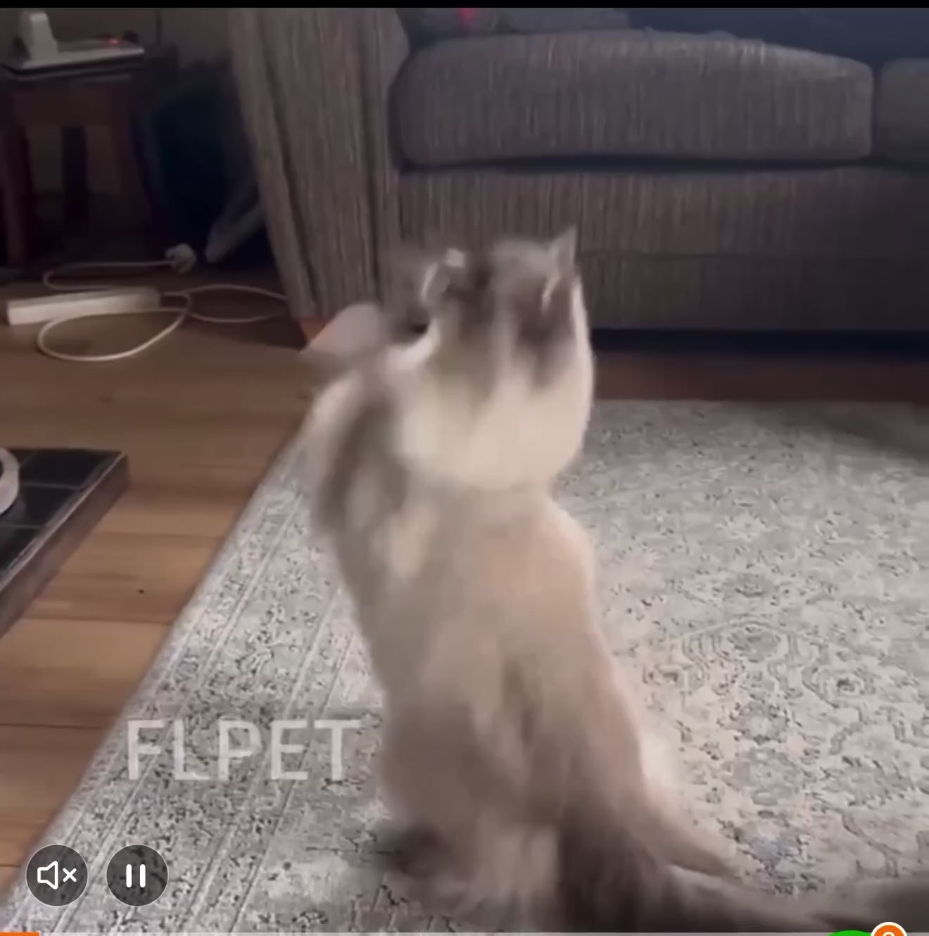 Canne à Pêche Interactive pour Chat – avec Oiseau et Plumes